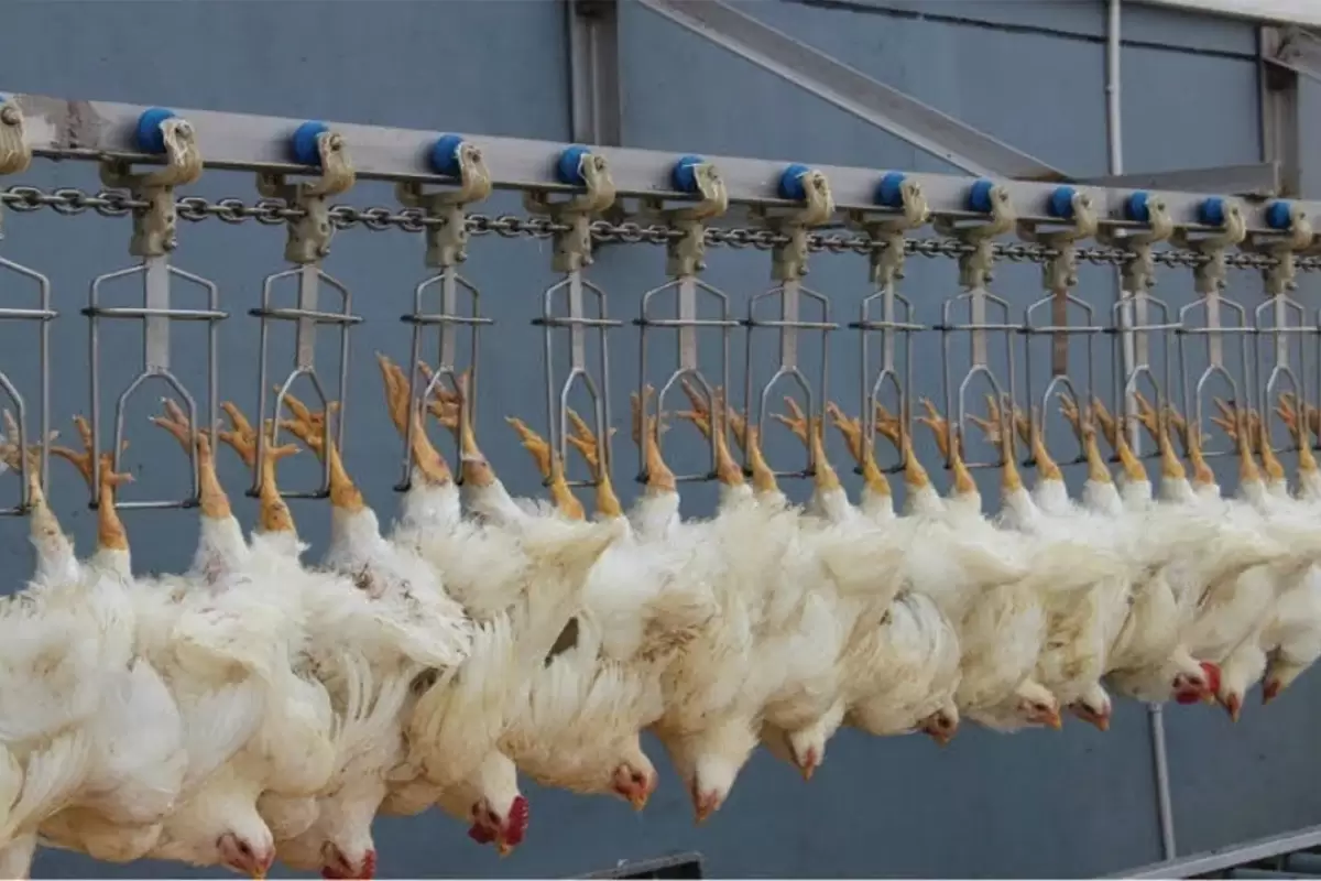 (ویدئو) روند جوجه کشی و پرورش مرغ در مرغداری؛ برش و بسته بندی مرغ در کارخانه را ببینید