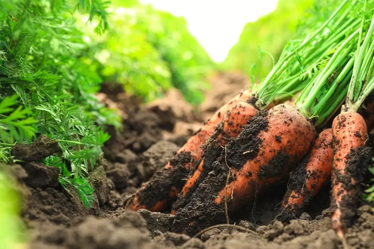 (ویدئو) برداشت شگفت انگیز هویج در مزرعه و بسته بندی آن در کارخانه را ببینید