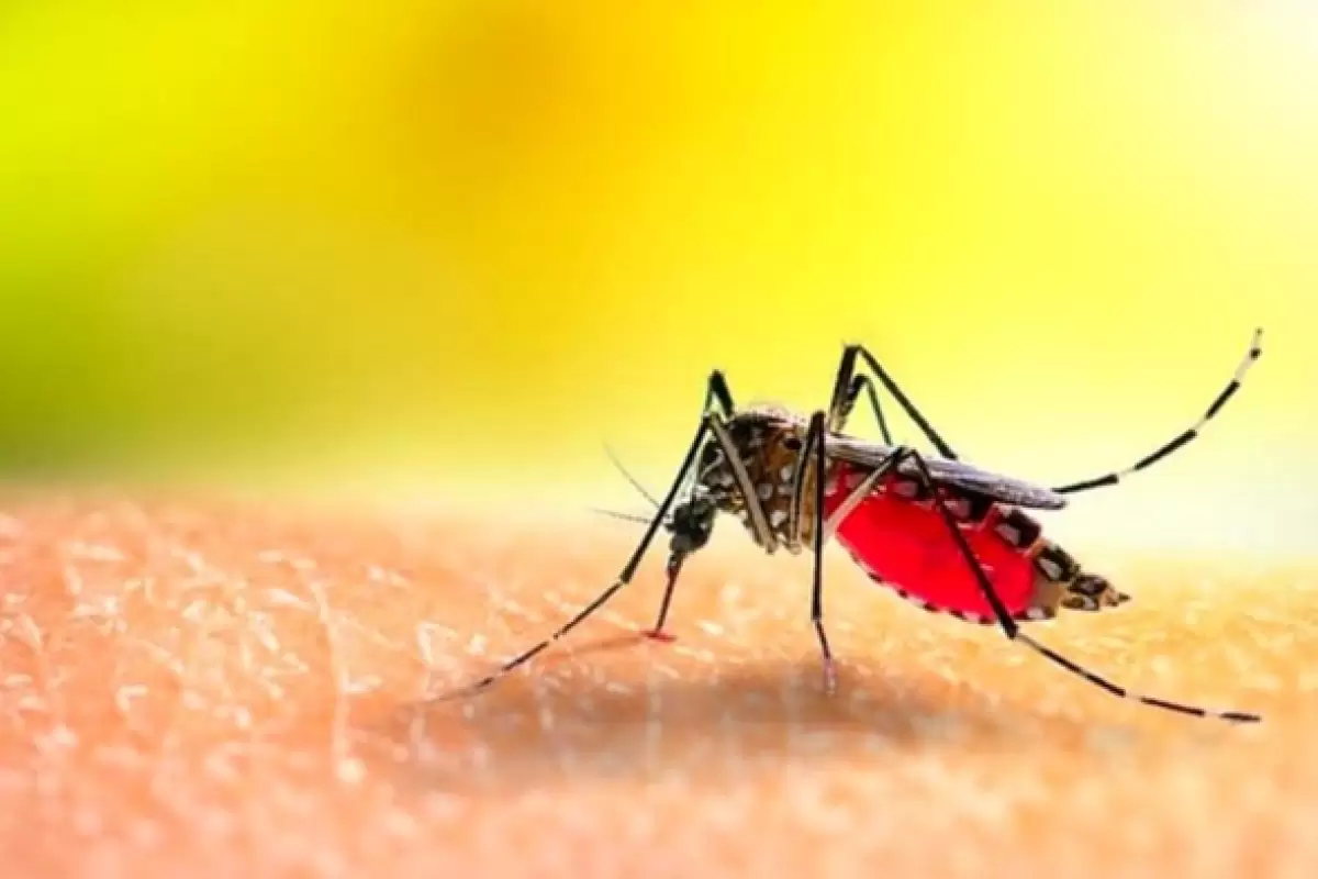 (ویدئو) یک ترفند طبیعی بسیار ساده برای رهایی از نیش پشه ها در طبیعت