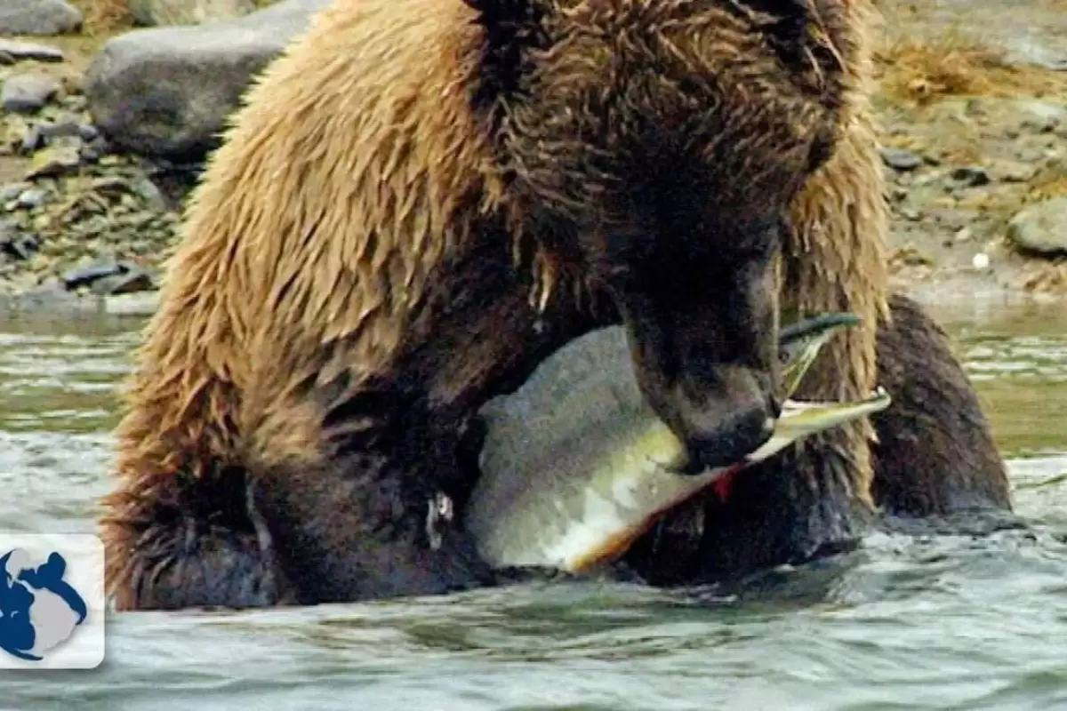 (ویدئو) مهارت حیرت‌انگیز خرس‌های غول پیکر آلاسکا در شکار ماهی