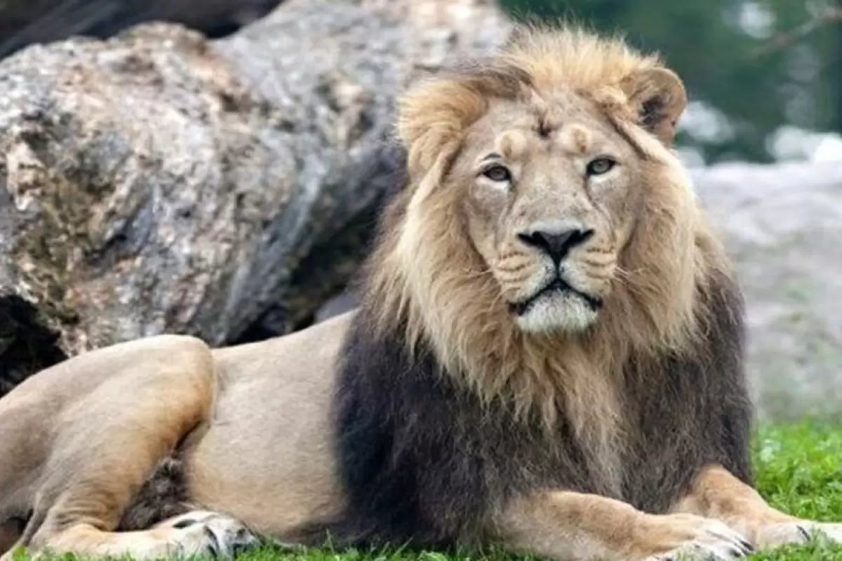 جزئیات سرقت یک قلاده شیر از باغ وحش ساری
