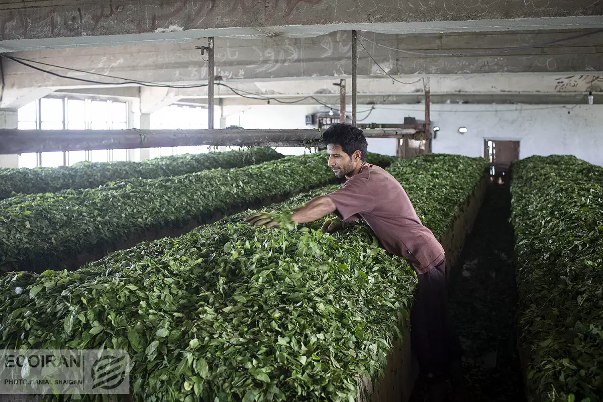 دولت و کارخانه‌های چای نیمی از پول کشاورزان ندادند/ 100 میلیارد تومان طلب چایکاران