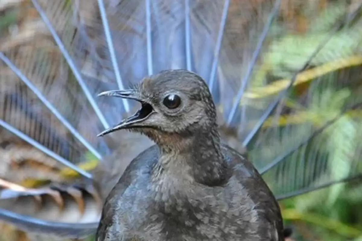 (ویدئو) این پرنده عجیب در جنگل شما را تا مرز سکته می‌برد!