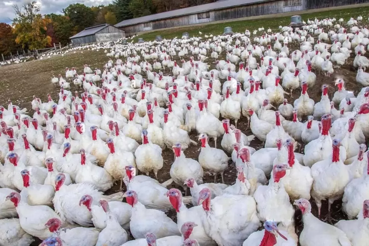 (ویدئو) پرورش شگفت انگیز بوقلمون در مزرعه؛ برش زدن و بسته بندی گوشت بوقلمون در کارخانه