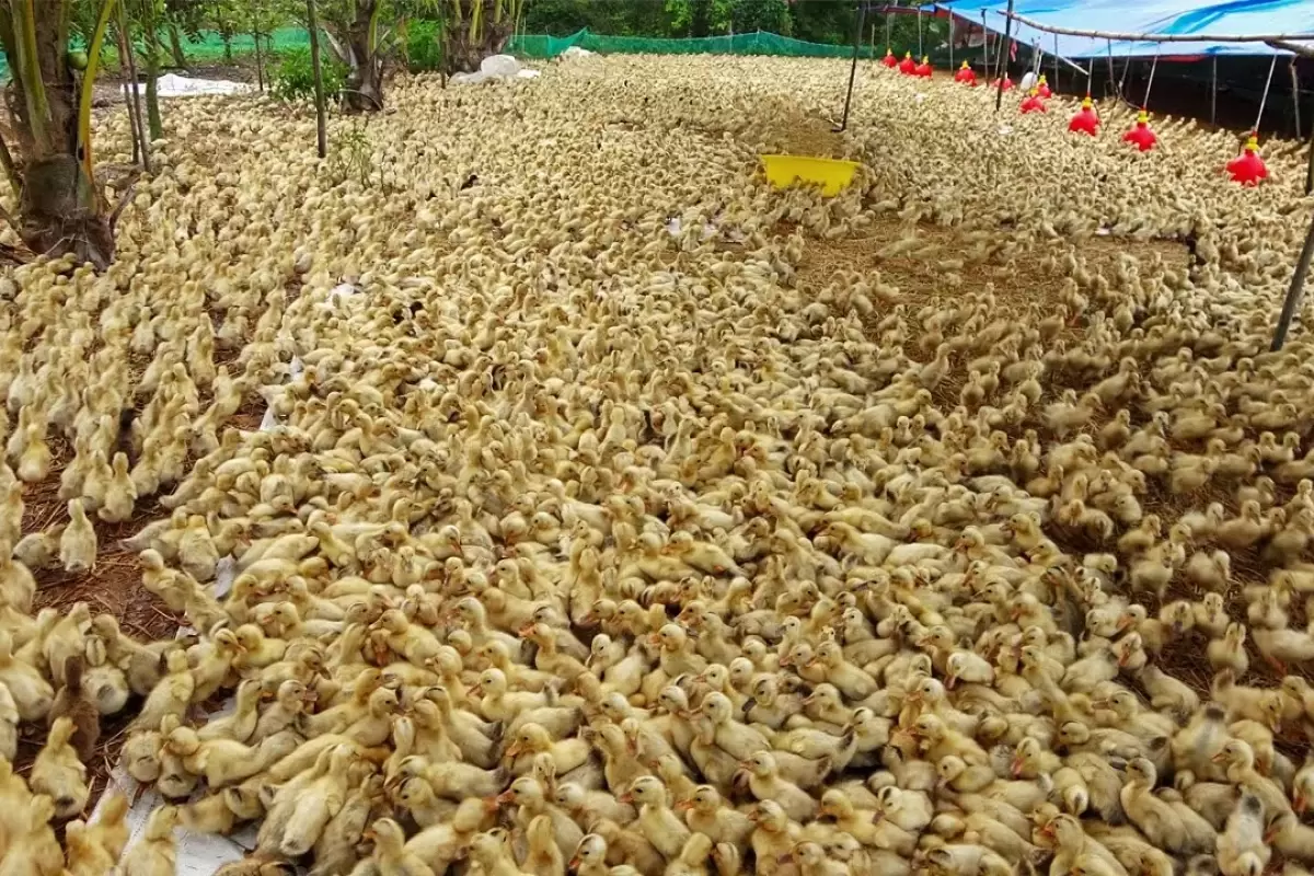(ویدئو) فرایند جوجه کشی و پرورش دیدنی ده ها هزار اردک در بزرگترین مزرعه ویتنام