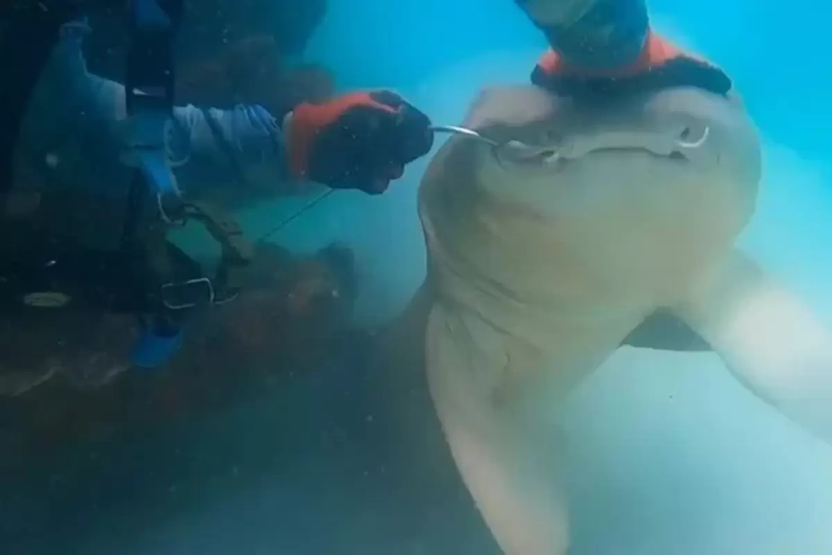 (ویدئو) غواص یک کوسه را از وضعیت خطرناک نجات داد