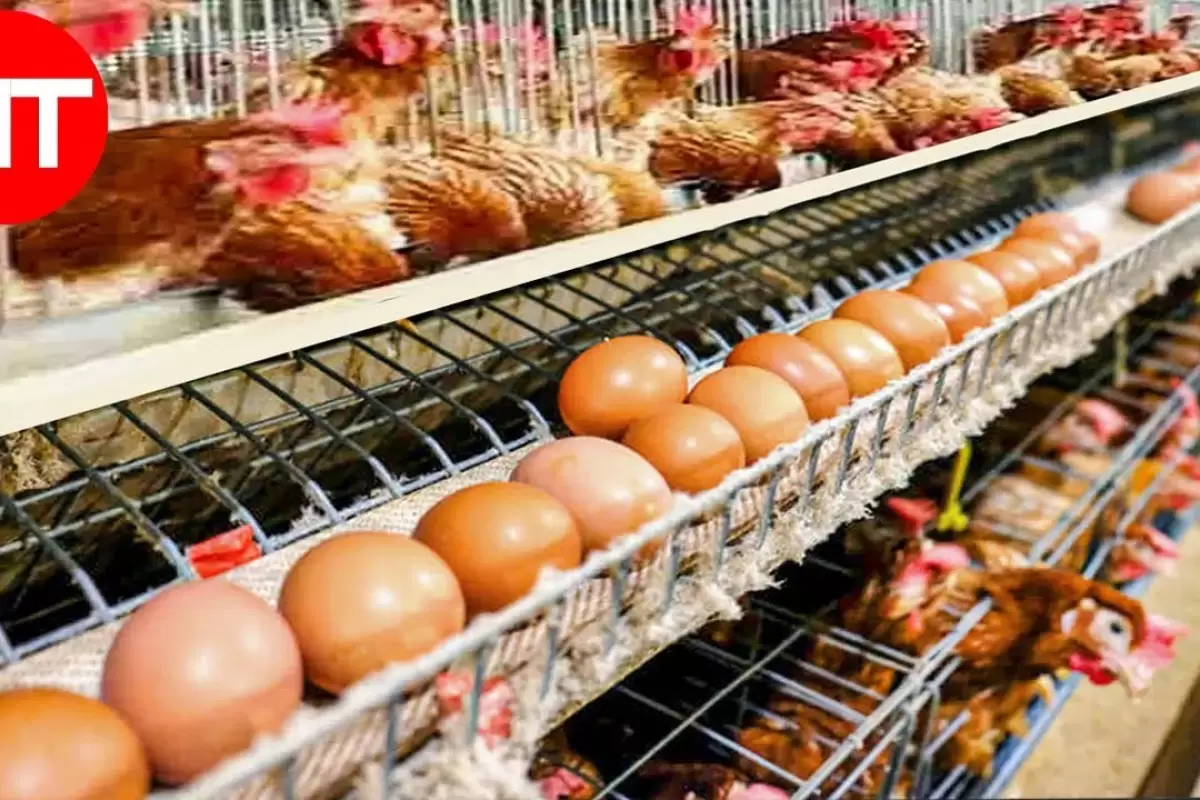 (ویدئو) چگونه میلیون ها تخم مرغ در مرغداری تولید می شود؟