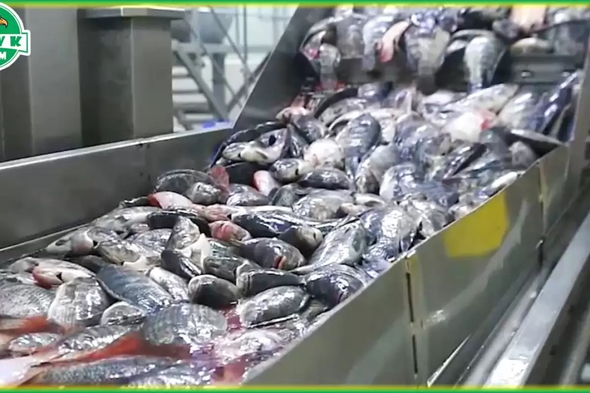 (ویدئو) فرایند تماشایی پرورش ماهی تیلاپیا؛ برش زدن و بسته بندی تیلاپیا را در کارخانه ببینید