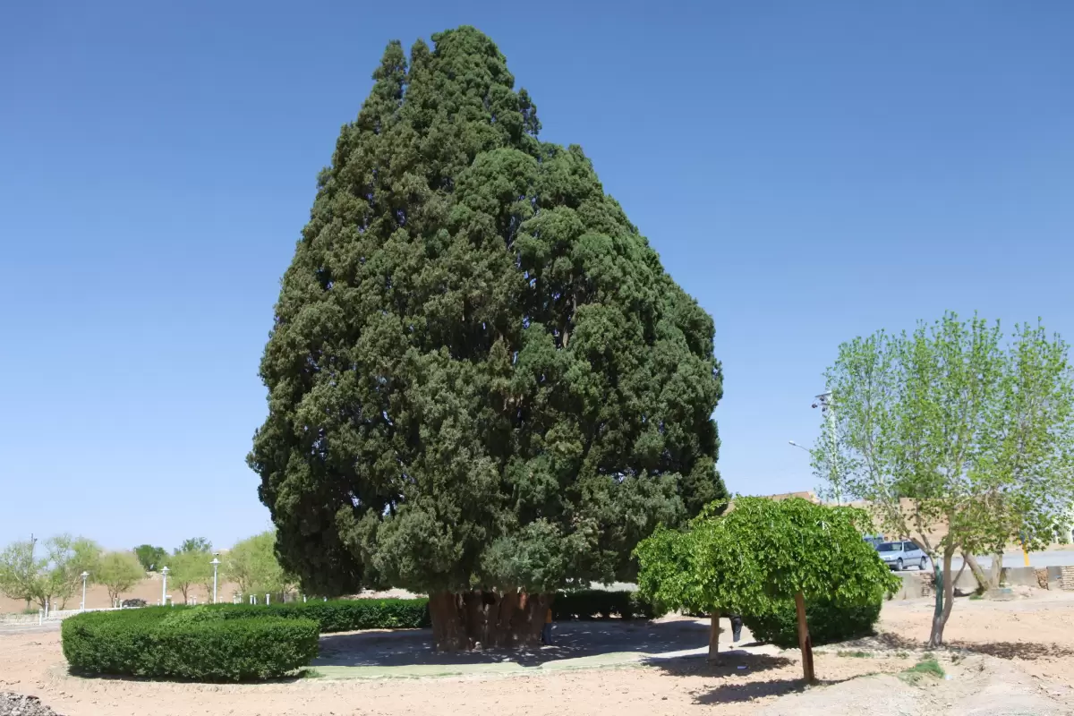 (ویدیو) کهن ترین درخت سرو جهان در ایران است