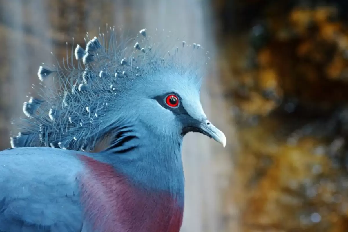 (ویدئو) زیباترین کبوتر جهان صاحب یک جوجه شد