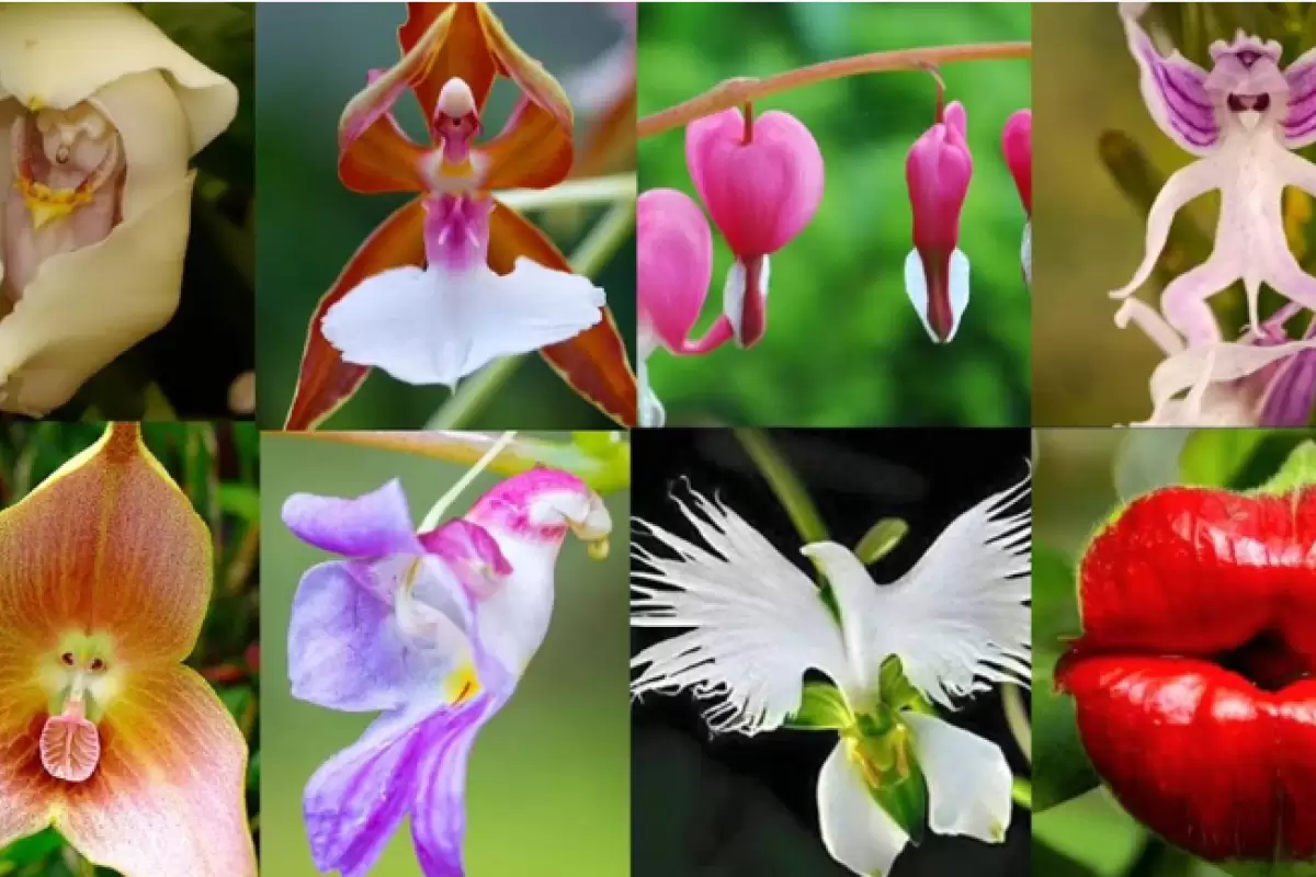 (ویدئو) عجیب ترین گل های جهان که شاید هرگز ندیده باشید