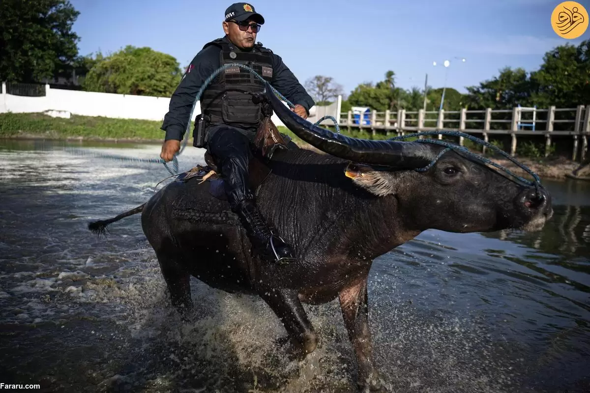 (ویدئو) بوفالوهای پلیس، حیوانی که بوی جنایتکاران را از یک کیلومتری حس می‌کند!