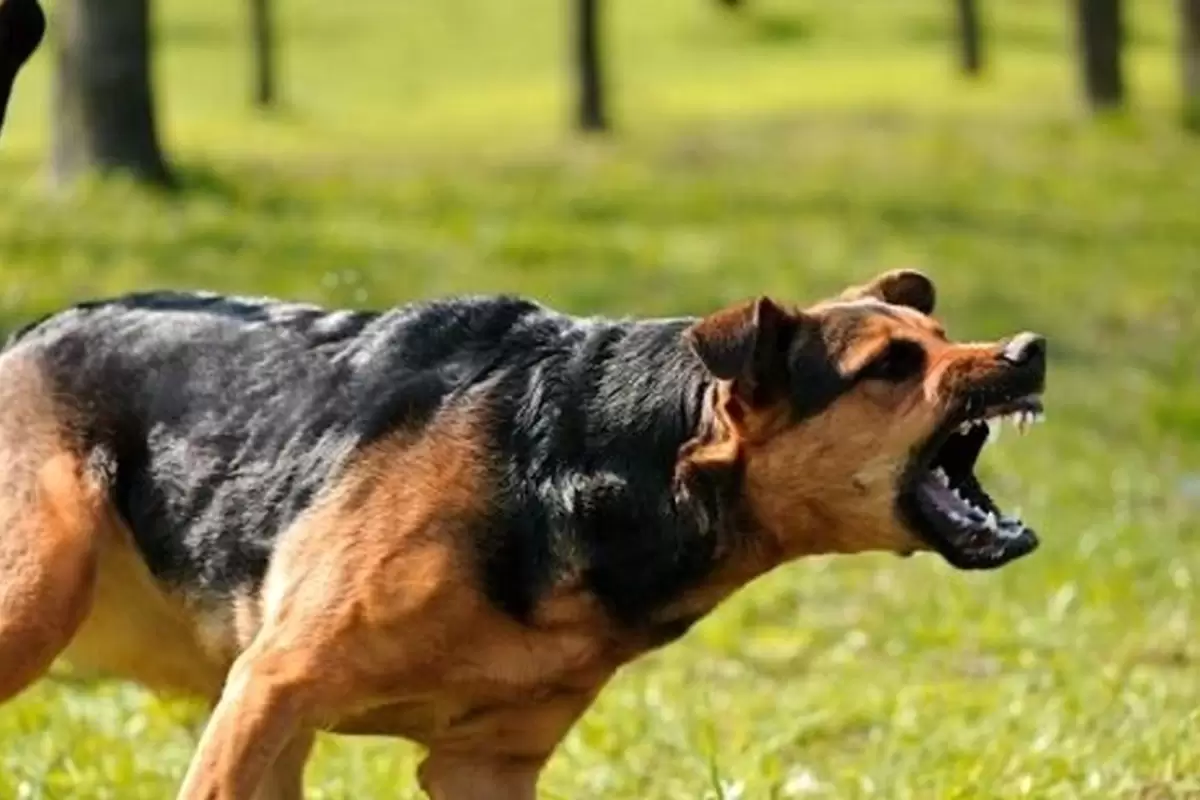(ویدئو) واکنش سگ مهاجم پس از دیدن اسلحه مرد همسایه!