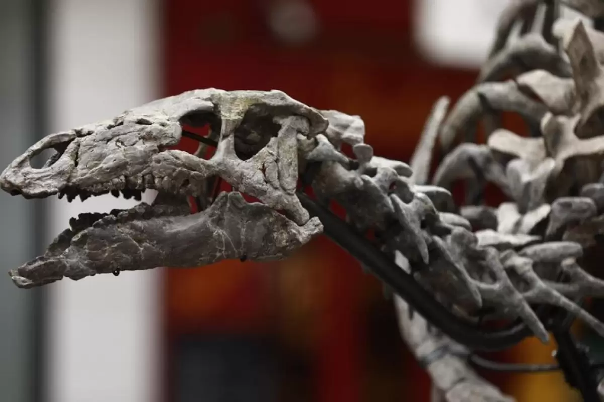(ویدئو+ عکس) حراج اسکلت کمیاب و سالم یک دایناسور ۱۵۰ میلیون ساله