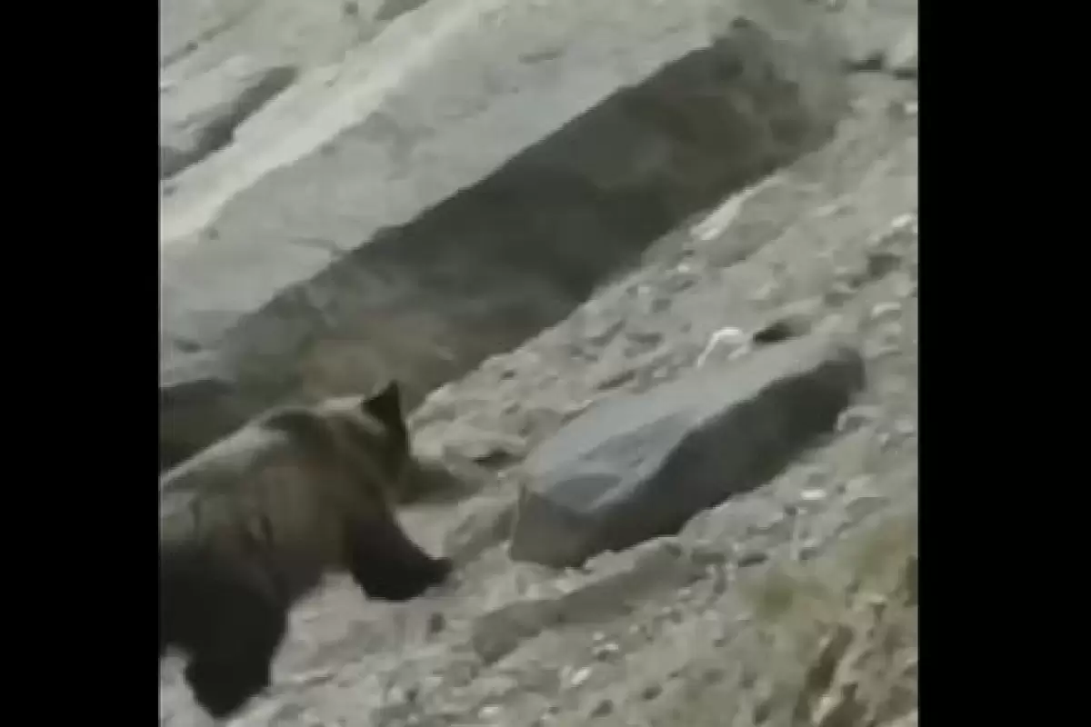 ( ویدیو) صحنه ای حیرت انگیز از خرس گرسنه ای که به دنبال شکار بز کوهی جانش را از دست داد