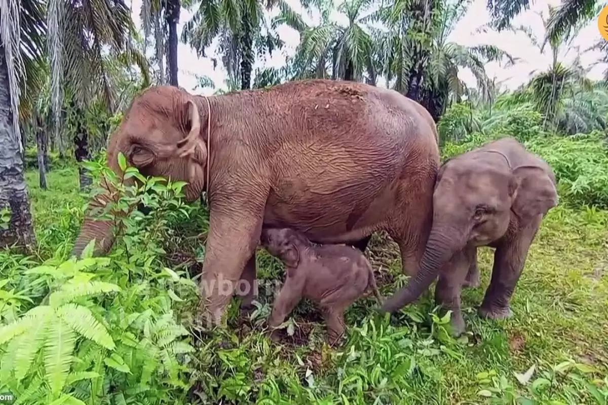 (ویدئو) اولین گام‌های فیل سوماترایی تازه متولد شده