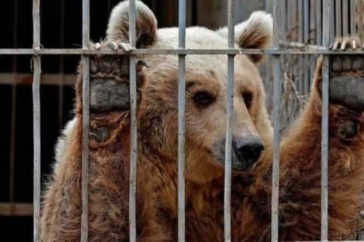 وضعیت فاجعه‌ بار یک خرس در باغ وحش/ ویدئو