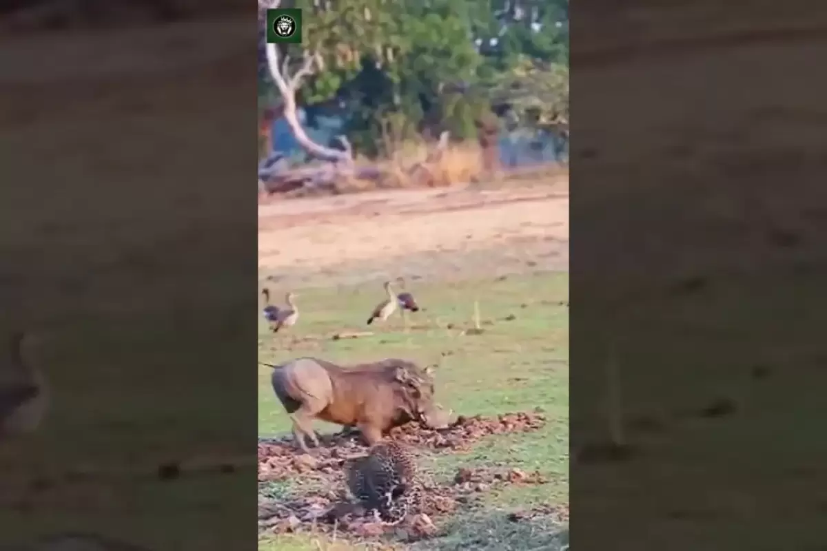 (ویدئو) وقتی جای شکار و شکارچی عوض می شود؛ گراز به پلنگ حمله کرد!