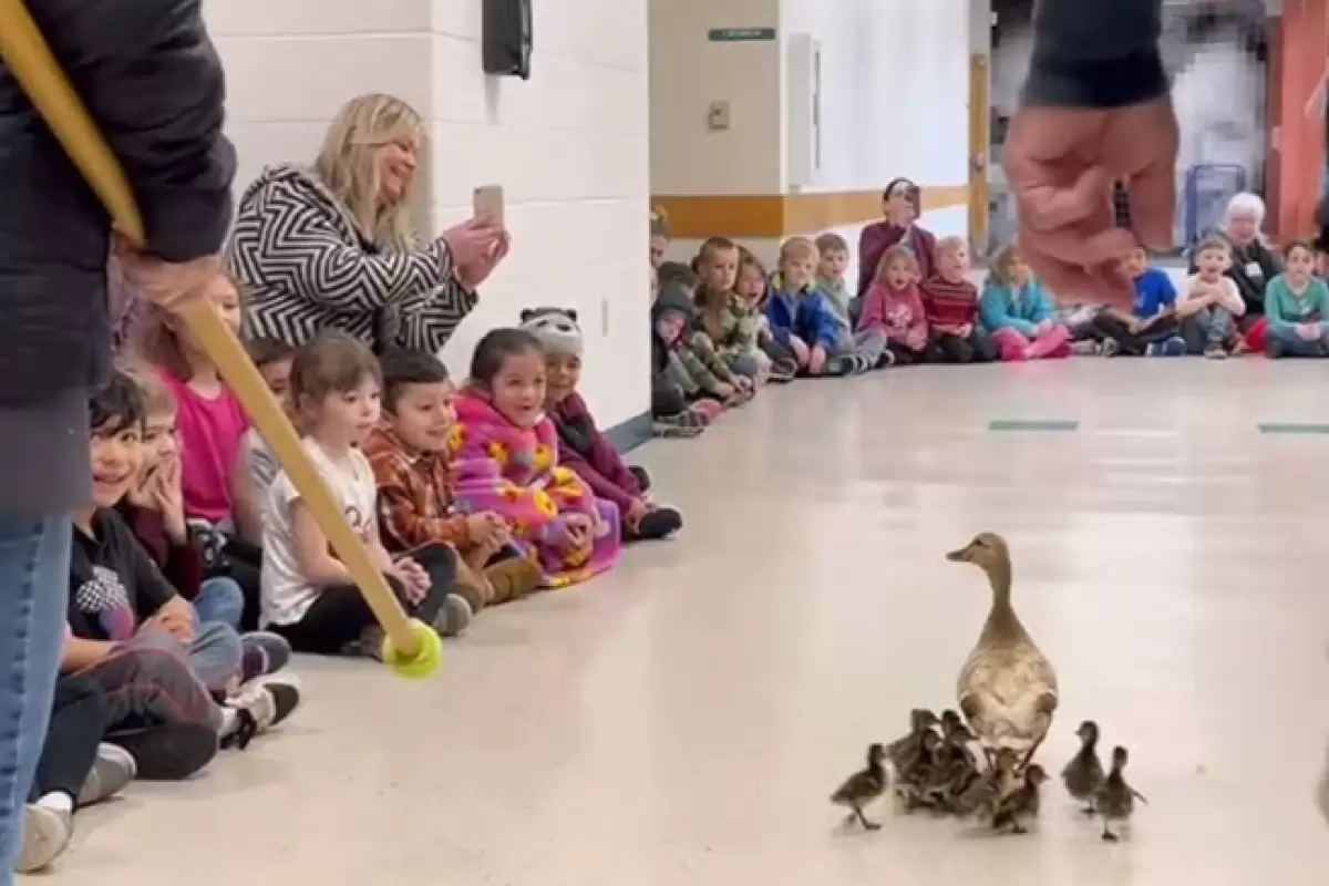 (ویدئو) در آستانه بازگشایی مدارس: اردک مادر هم جوجه هایش را به مدرسه آورد!