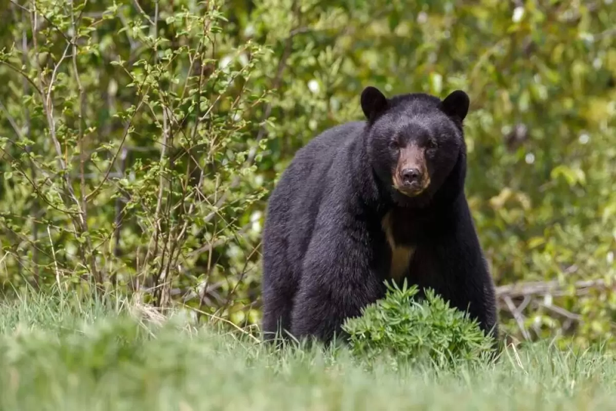 ( ویدیو) تکنیک هوشمندانه یک عکاس برای فراری دادن خرس مهاجم!