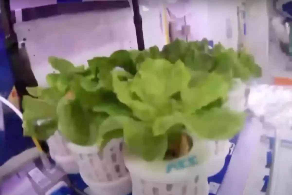 (ویدئو) باغ سبزیجات فضانوردان چینی در ایستگاه فضایی