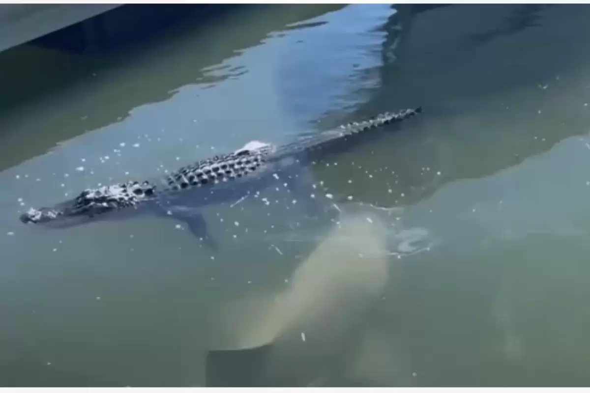 (ویدیو) کوسه‌ای که پای تمساح را گاز گرفت!
