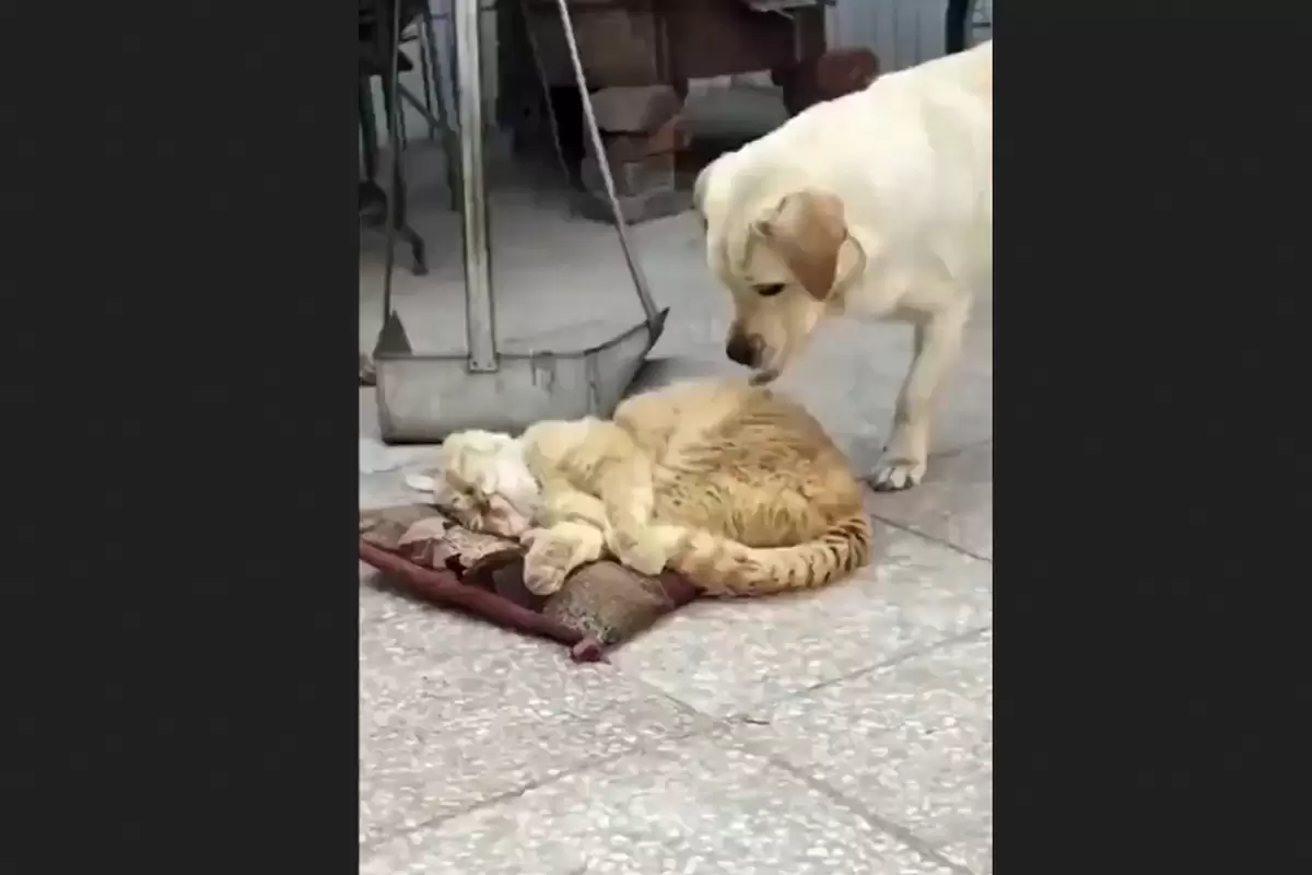 (ویدئو) تلاش جالب یک سگ برای گرفتن جای خواب خودش از گربه لجباز