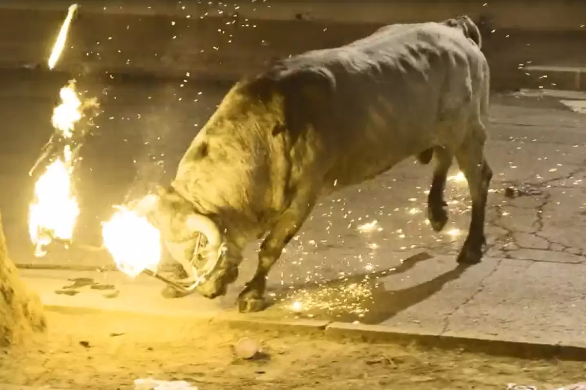 ( ویدیو) رفتار وحشیانه با حیوانات در یک مراسم اروپایی