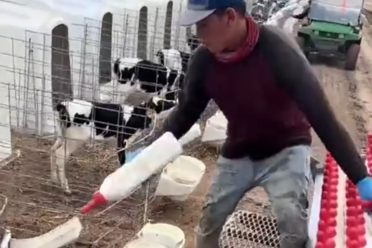 ویدئویی جالب از صبحانه دادن به گوساله ها