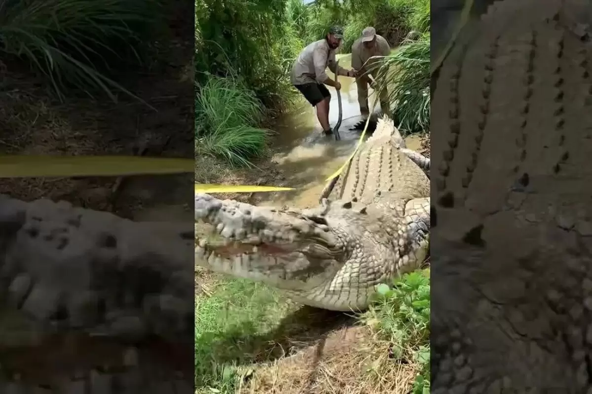 (ویدئو) رونمایی از بزرگترین تمساح جهان با ۱۰۰۰ کیلوگرم وزن و ۶ متر طول