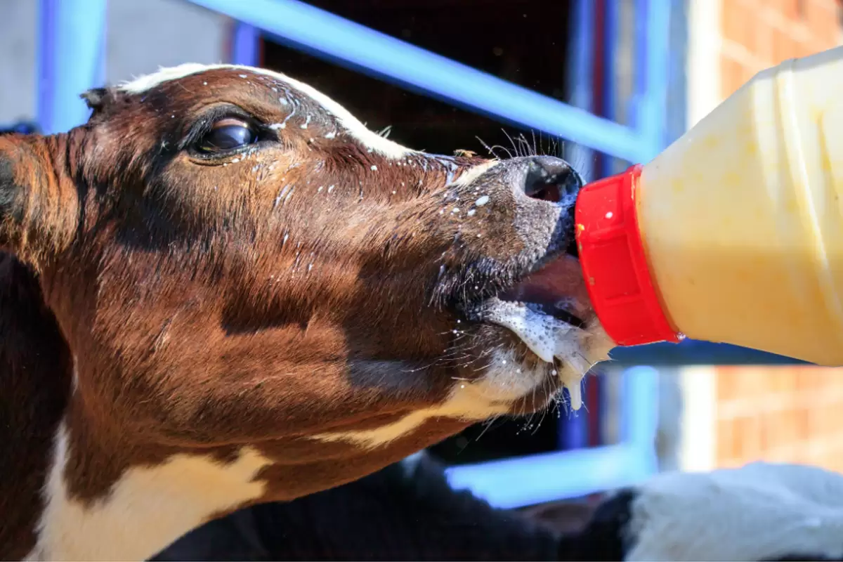 ویدئویی جالب از شیر دادن به گوساله‌ها