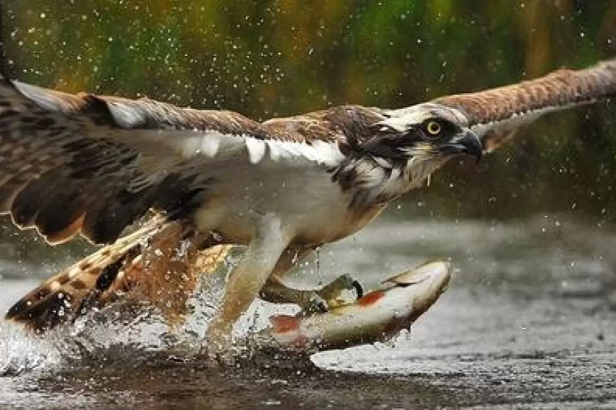 (ویدیو) نمای دیدنی از زیر آب و شکار ماهی توسط عقاب