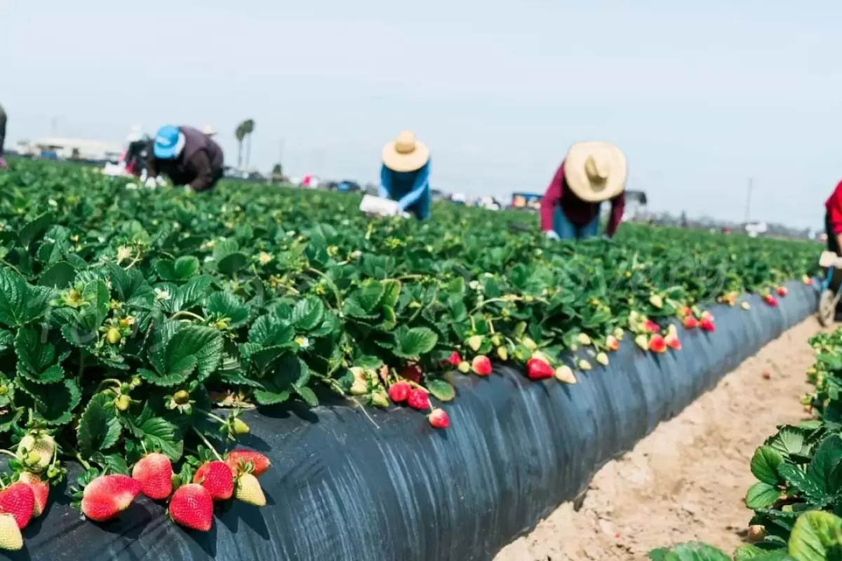(ویدئو) آمریکایی ها در این فرایند تماشایی توت فرنگی را در مزرعه کشت و برداشت می کنند