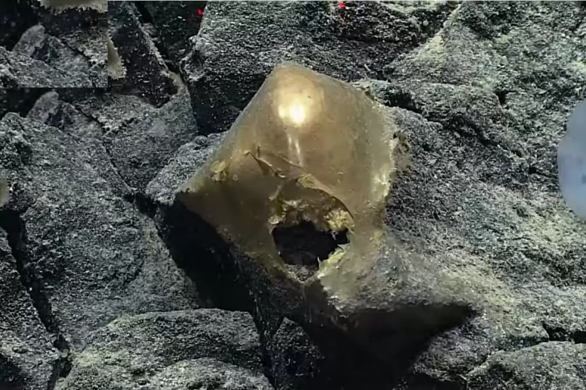 مشاهدۀ یک «تخم طلایی» عجیب در اعماق اقیانوس آرام!