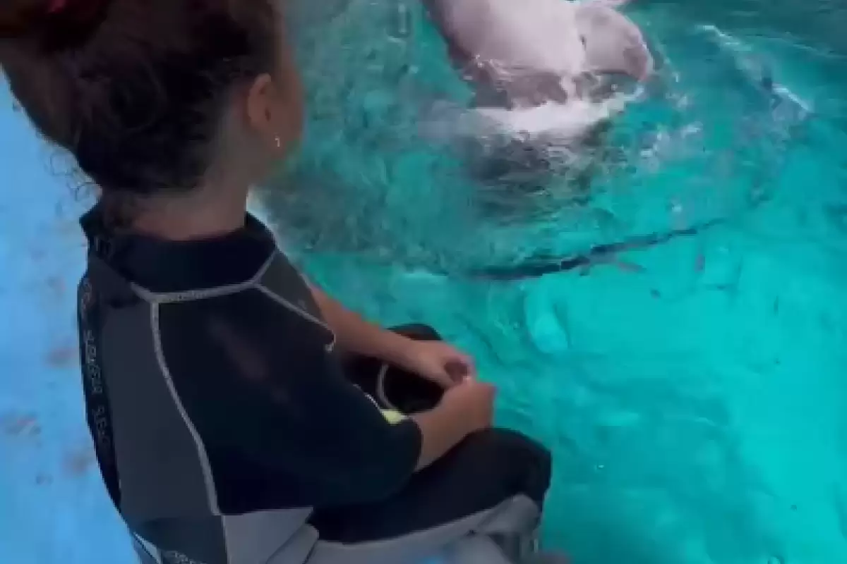 ( ویدیو) واکنش جالب دلفین خلیج‌فارس به شعرخوانی یک کودک