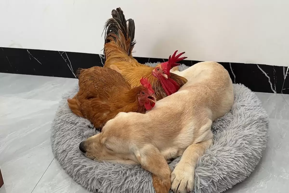 (ویدئو) مرغ و خروس تختخواب این سگ بیچاره را تصاحب کردند و بقیه ماجرا!