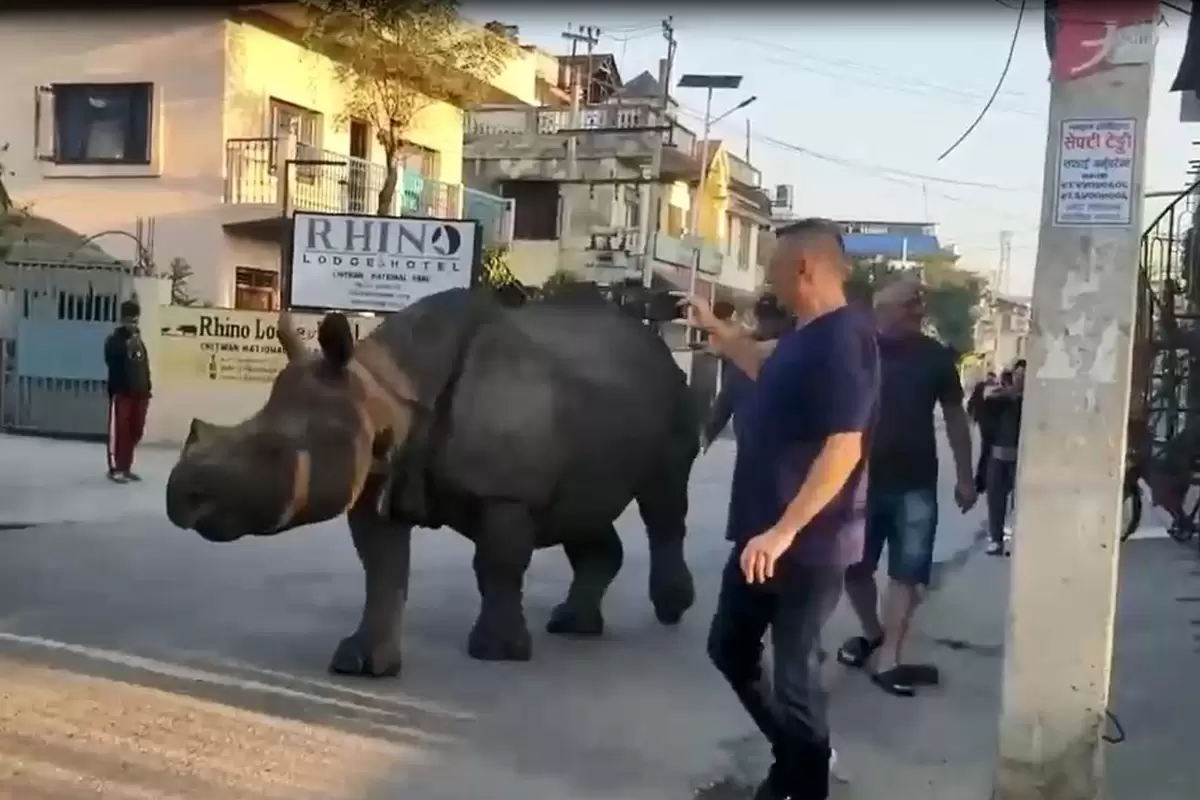 (ویدئو) ماجراجویی حیوانات وحشی در دل شهر