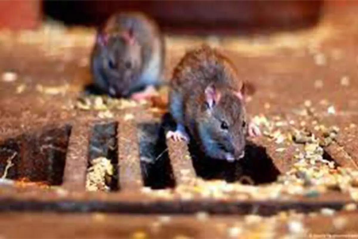 ببینید | چسبیدن زنجیره‌ای بچه موش‌ها به مادرشان برای بازگشت به داخل یک خانه مسکونی!