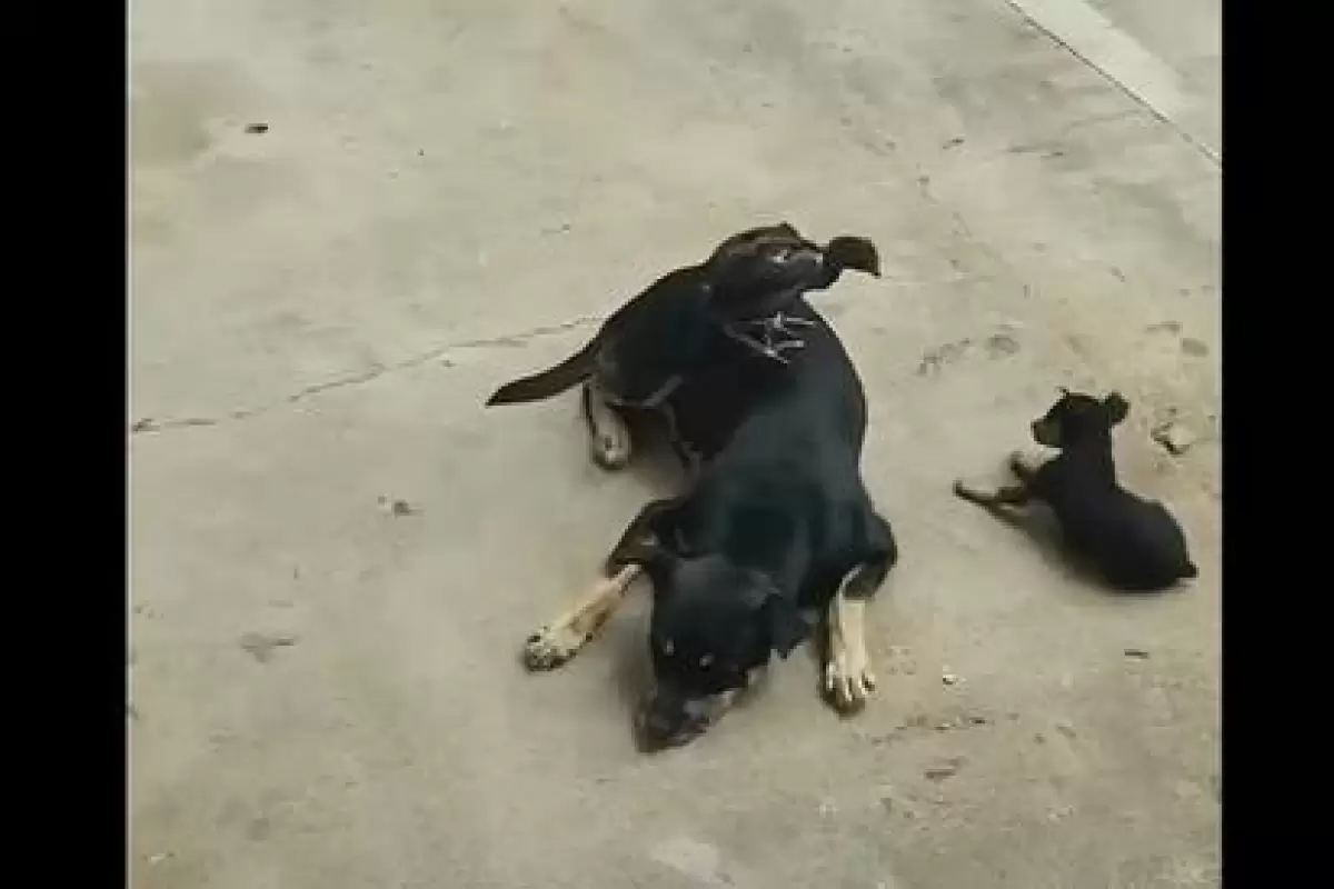 ( ویدیو) کتک کاری جوجه خروس سمج با یک توله سگ