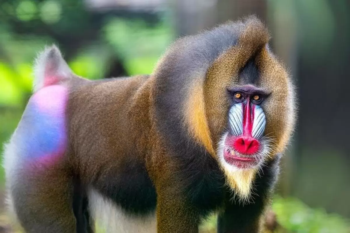 (عکس) کارناوال رنگین‌کمانی روی بدن حیوانات