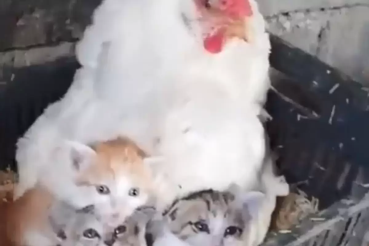 ( ویدیو) مرغی که مادر بچه گربه‌ها شده است