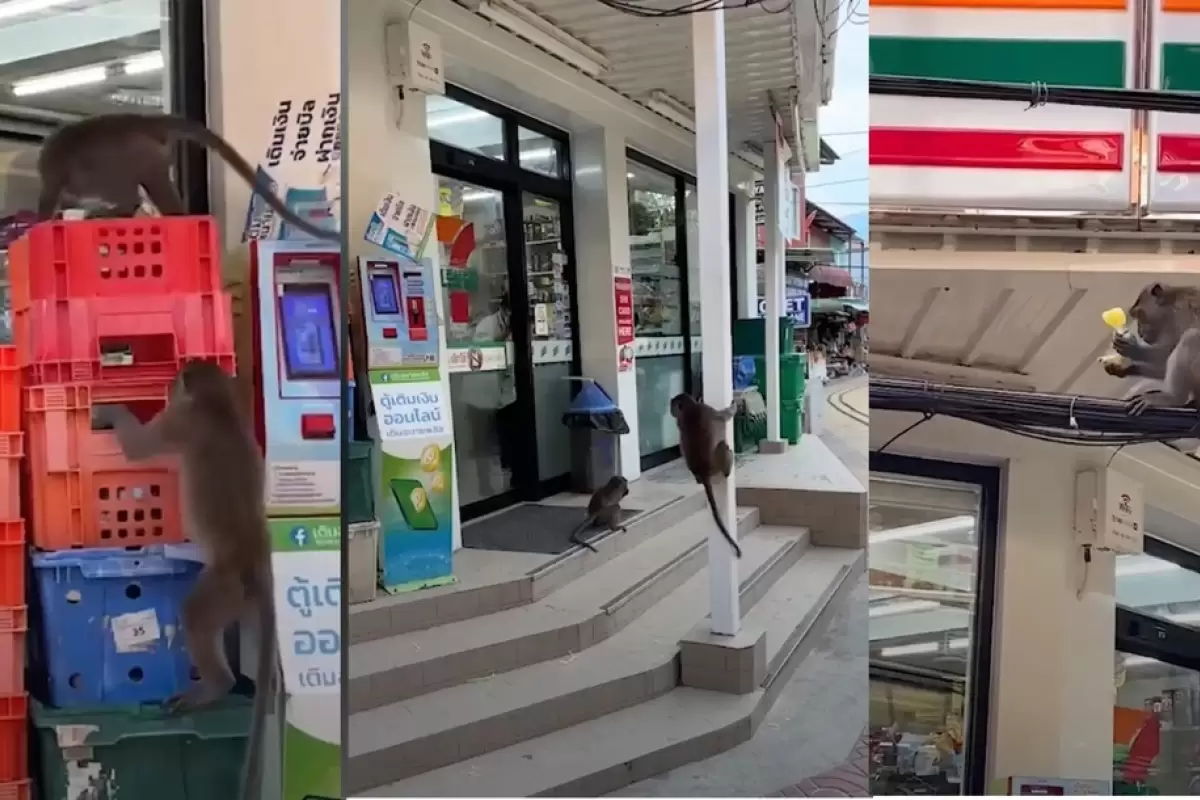 (ویدئو) میمون‌های وحشی موز‌های یک فروشگاه را غارت کردند