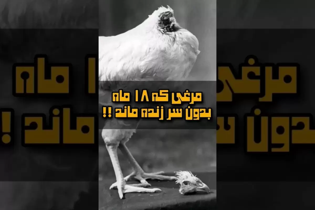 (ویدئو) باورنکردنی اما واقعی؛ این مرغ 18 ماه بدون سر زنده ماند