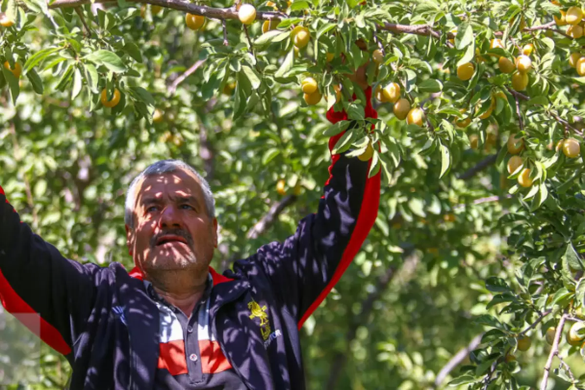 ( تصاویر) برداشت آلو در روستای «حیدره قاضی خان» - همدان