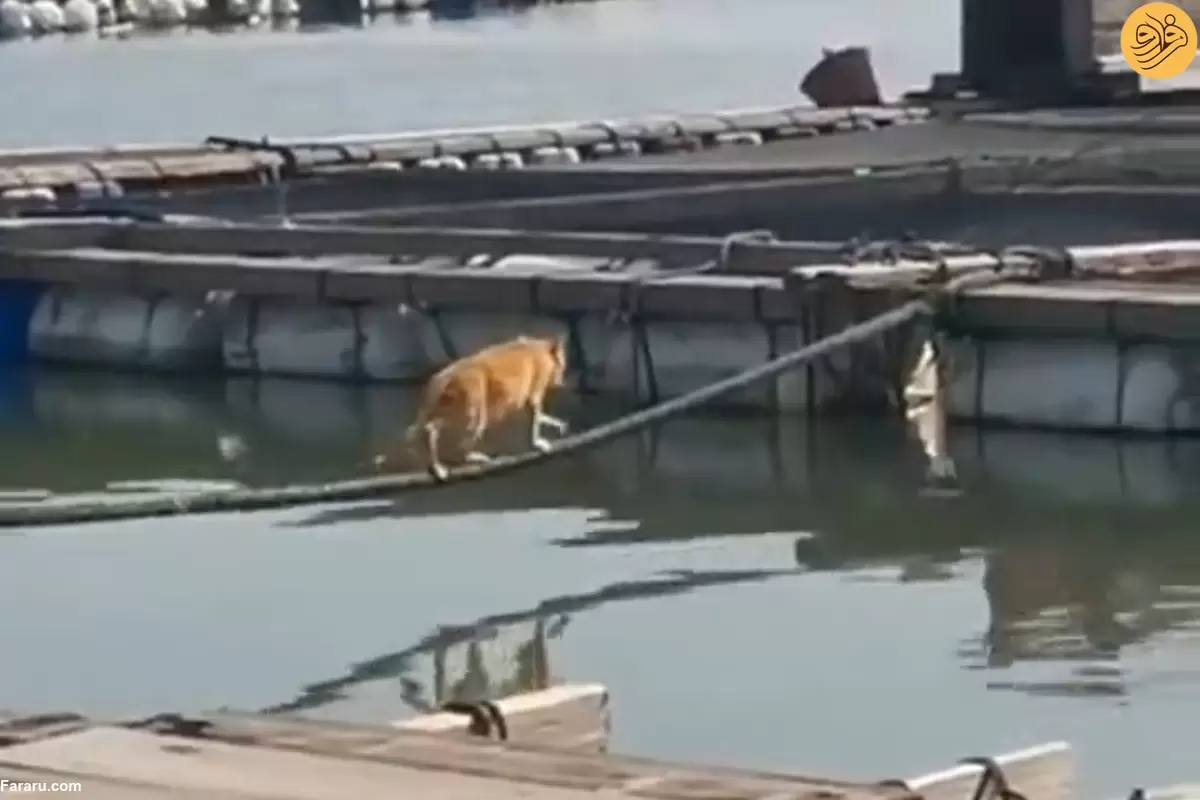 (ویدئو) گربه بدشانس در آب سقوط کرد