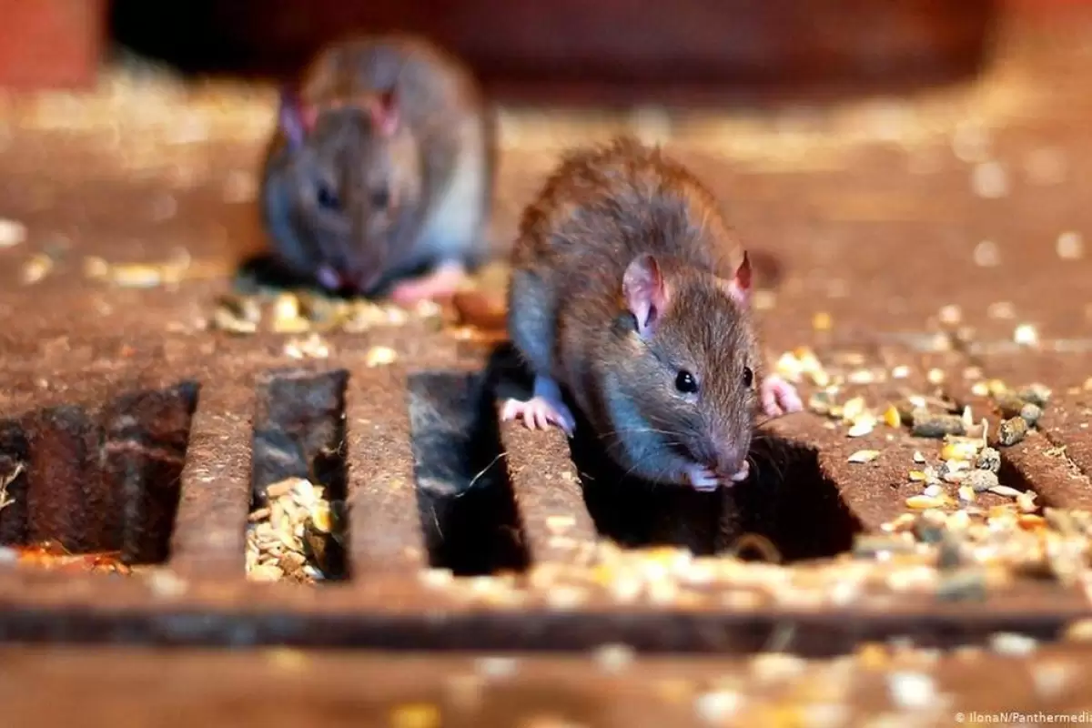 (ویدئو) پرسه زدن ترسناک گله موش‌ها در خیابان لاکرونیا اسپانیا