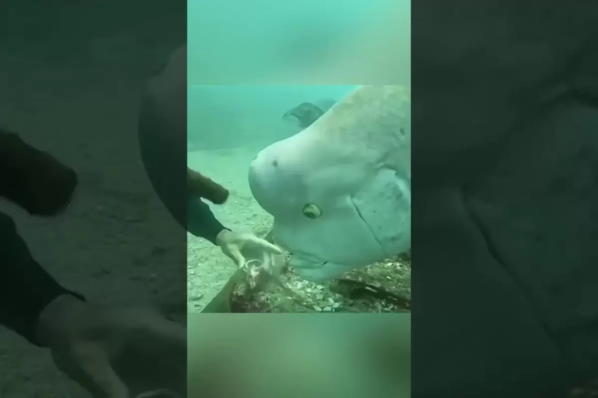 (ویدئو) شباهت این ماهی غول پیکر عجیب به چهره انسان تمام جهان را شگفت زده کرد