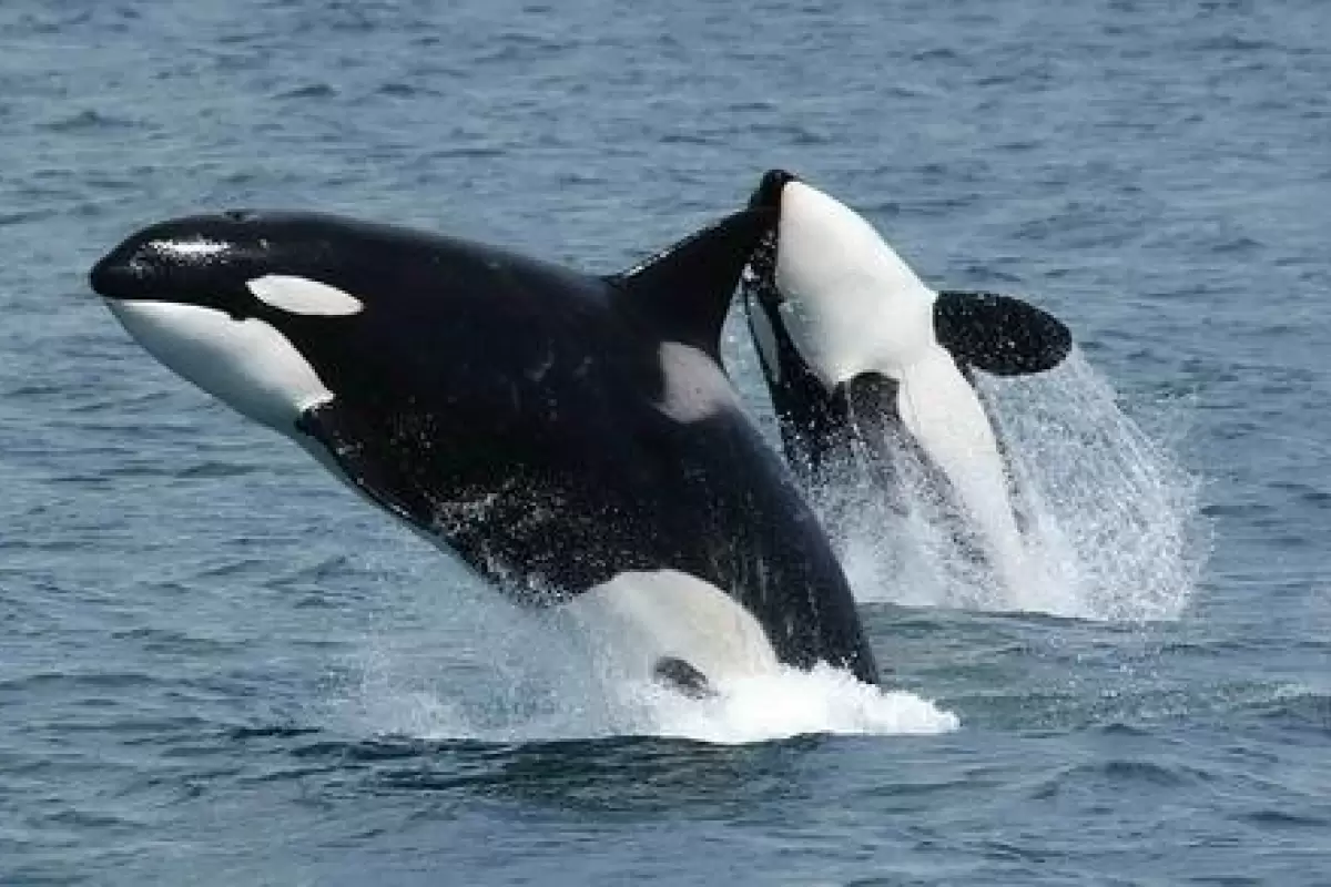 ( ویدیو) چرا به این موجودات ، نهنگ قاتل می گویند ؟