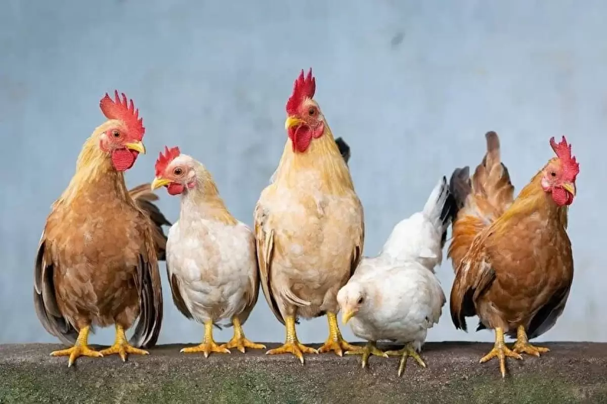 ( ویدیو) با استفاده از این هوش مصنوعی میتوانید با مرغ ها صحبت کنید!