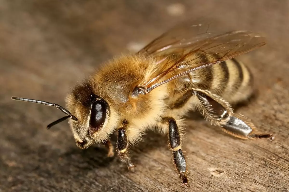 ( ویدیو) لحظات شگفت‌انگیز به دنیا آمدن زنبور عسل